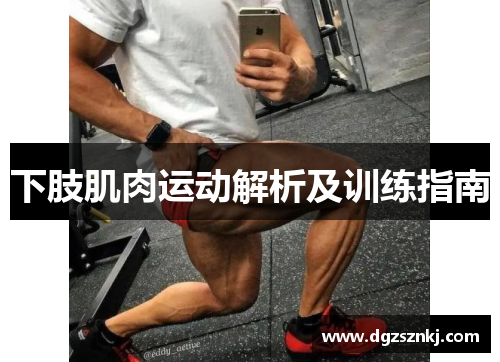 下肢肌肉运动解析及训练指南